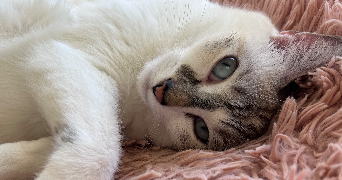 camille pet sitter à TOURRETTE LEVENS 06690_3