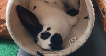 sabine pet sitter à CALAIS 62100_9