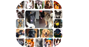 huan dog sitter à FARAMANS 01800_10