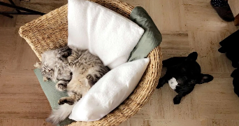 yria pet sitter à CHAMBERY 73000_2