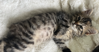 colyne pet sitter à EYSINES 33320_1