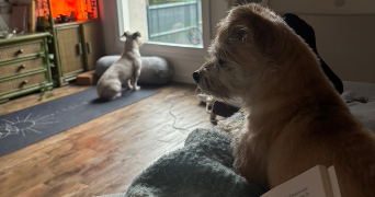 olivia dog sitter à BEDEE 35137_3