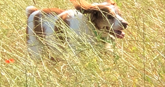 béatrice  pet sitter à BEZIERS 34500_3