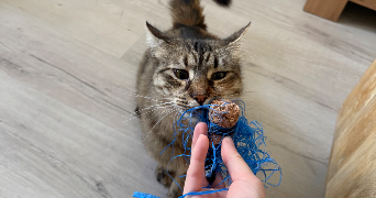 maeva pet sitter à BELFORT 90000_3