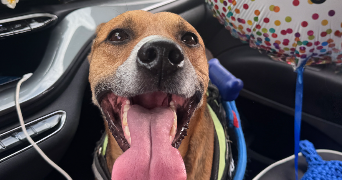 deronne pet sitter à LE GRAU DU ROI 30240_1