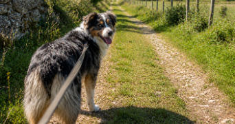 héléna pet sitter à LE TEILLEUL 50640_0
