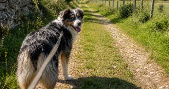 héléna pet sitter à LE TEILLEUL 50640