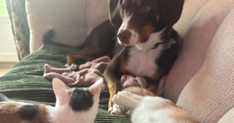 camille pet sitter à MONTAGNEY 70140_1