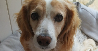 maéva pet sitter à PLAN DE CUQUES 13380_3