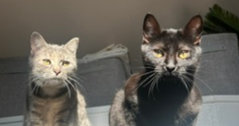 ines pet sitter à ST LEU D ESSERENT 60340_3