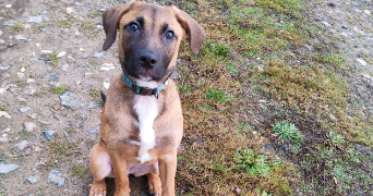 alizée dog sitter à LORIENT 56100_1