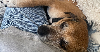 cindy dog sitter à HOUILLES 78800_2