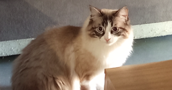 aurelia pet sitter à TOULOUSE 31000_8