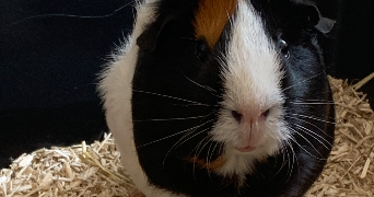 lola pet sitter à Beaucouzé 49070_3