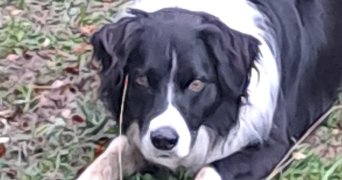 jean pierre pet sitter à PIBRAC 31820_15