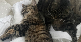 malika pet sitter à ST PIERRE DES CORPS 37700_1