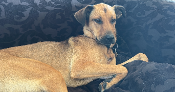 chloe pet sitter à Lamotte Du Rhone 84840_6
