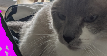 nada pet sitter à MERIGNAC 33700_3