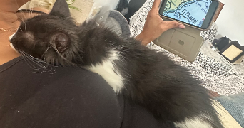 alexann pet sitter à LAON 02000_5