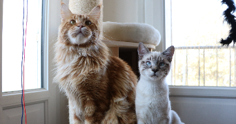 clothilde pet sitter à CHAMPGENETEUX 53160_4