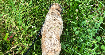 xola pet sitter à THOIRY 01710_8
