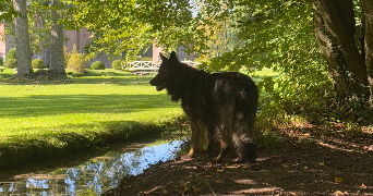 susie pet sitter à PAVILLY 76570_1