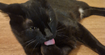 agathe pet sitter à LYON 08 69008_5