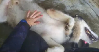 béryl pet sitter à RENNES 35000_3