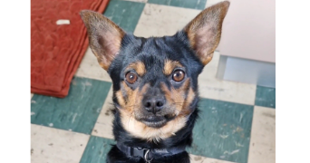 clara pet sitter à VILLEURBANNE 69100_3