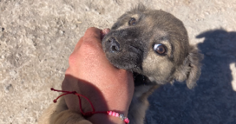 néona pet sitter à ANNECY 74960_3