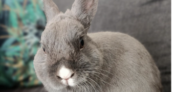 céline pet sitter à DUNKERQUE 59140_2