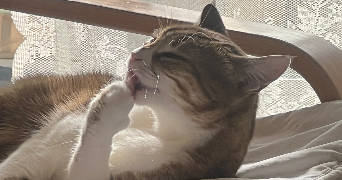 sarah pet sitter à Lyon 69003_8