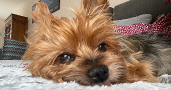 alix pet sitter à LIMOGES 87000_1
