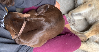 clémentine  pet sitter à Lyon 69005_2