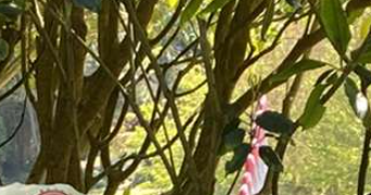 anais pet sitter à ST FRONT D ALEMPS 24460_0