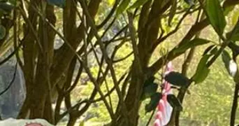 anais pet sitter à ST FRONT D ALEMPS 24460