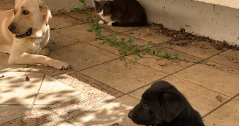 ezra pet sitter à AMIENS 80000_1
