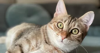stéphane pet sitter à RUEIL MALMAISON 92500