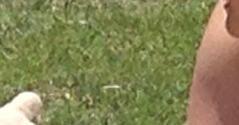 yoan dog sitter à VENETTE 60280_1