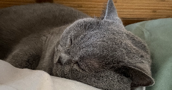 mathilde pet sitter à SACLAY 91400_2
