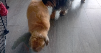 gaëlle pet sitter à RUEIL MALMAISON 92500_5