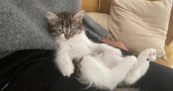 emmanuelle pet sitter à MONT DE MARSAN 40000_2