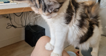 ludivine pet sitter à Noyal chatillon sur seiche 35230_7