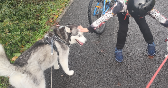 sandy pet sitter à BLANQUEFORT 33290_7