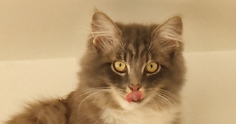 evelyne pet sitter à CHARNY OREE DE PUISAYE 89120_0