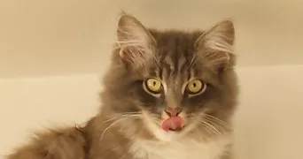 evelyne pet sitter à CHARNY OREE DE PUISAYE 89120
