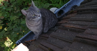 marion pet sitter à LE HAVRE 76620_6