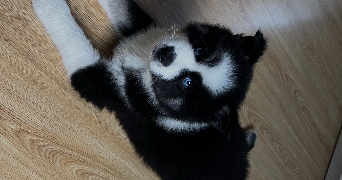 lywenn pet sitter à ROUEN 76000_1