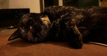 charline pet sitter à RUNAN 22260_1