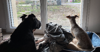 audrey pet sitter à HEUDEBOUVILLE 27400_1